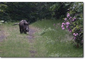 Hof te Dieren