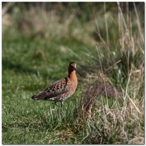 Limosa
