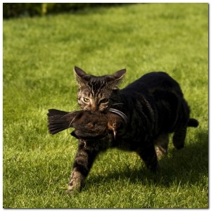 Cat catches a bird