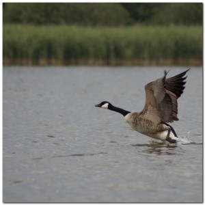 Goose