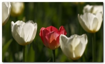 Rode tulp