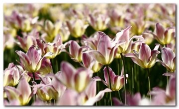 Roze tulpen