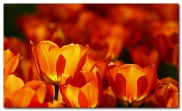 Oranje tulpen