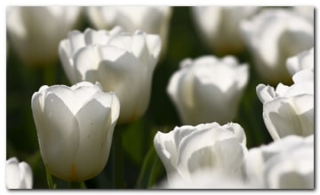 Witte tulpen