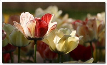 Tulpen