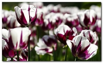 Roodwitte tulpen