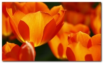 Tulp