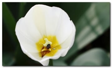 Witte tulp