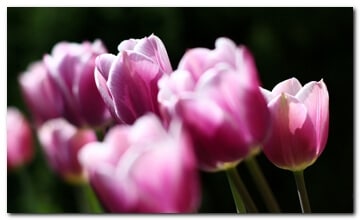 Tulpen