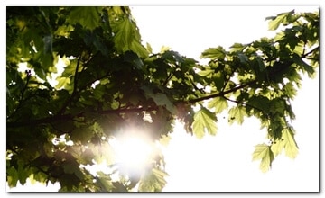 Zon door de bomen