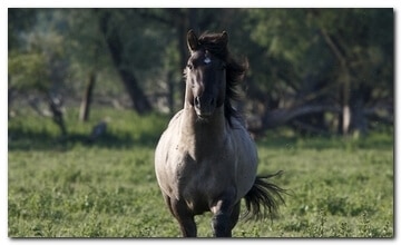 Storming horse