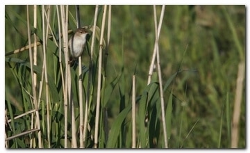 Acrocephalus palustris