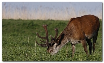 Grazing