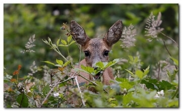 Wild eating deer