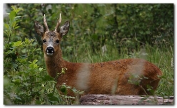 Young roe buck