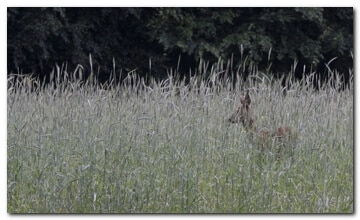 In a field