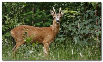 Roe Buck