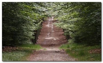 Dutch Forrest
