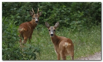 Two roe bucks