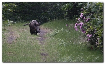 Wild pig
