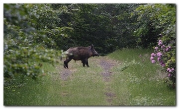 Wild boar
