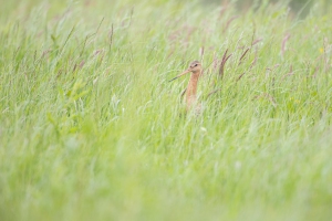 thijs-schouten-arkemheen-2