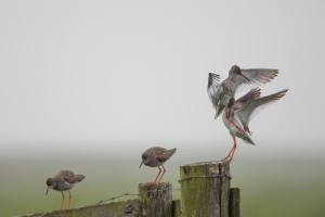 thijs-schouten-arkemheen-8