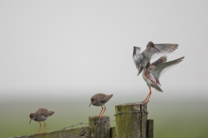 thijs-schouten-arkemheen-8 thijs-schouten-arkemheen-8