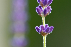 Long lavender