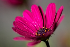 Pink Flower