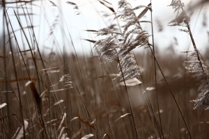 Reed landscape