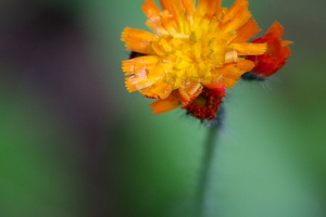 Close up flower