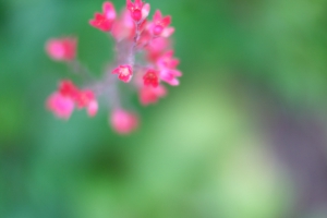 Bokeh flower