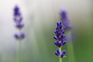 Three lavenders