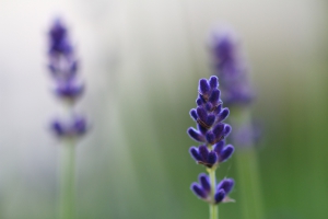 Three lavenders