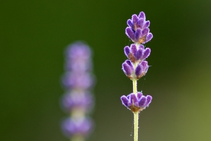 Two lavenders