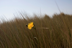 Dandelion in the dunes