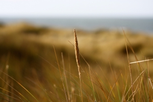 Grass in the dunes