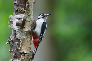 In a tree