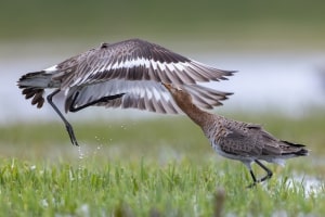 canon-ef-500mm-f4-lens-voorbeeld-12 canon-ef-500mm-f4-lens-voorbeeld-12