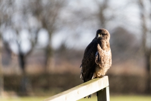 canon-eos-r-review-buizerd-2 canon-eos-r-review-buizerd-2