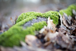 canon-eos-r-review-macro-1 canon-eos-r-review-macro-1