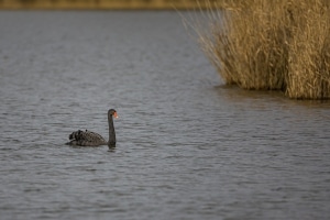 thijs-schouten-canon-eos-r3-18 thijs-schouten-canon-eos-r3-18