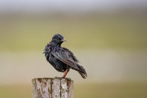 thijs-schouten-canon-eos-r3-21 thijs-schouten-canon-eos-r3-21
