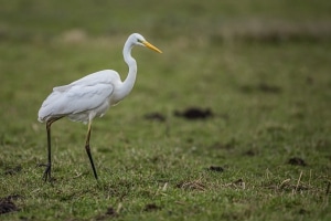 thijs-schouten-canon-eos-r3-22 thijs-schouten-canon-eos-r3-22