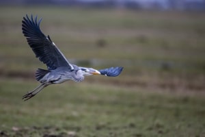 thijs-schouten-canon-eos-r3-24 thijs-schouten-canon-eos-r3-24