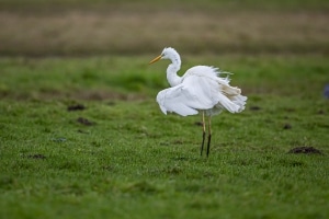 thijs-schouten-canon-eos-r3-25 thijs-schouten-canon-eos-r3-25