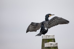thijs-schouten-canon-eos-r3-33 thijs-schouten-canon-eos-r3-33