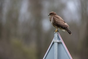 thijs-schouten-canon-eos-r3-48