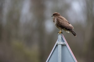 thijs-schouten-canon-eos-r3-48 thijs-schouten-canon-eos-r3-48